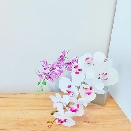 Magenta *